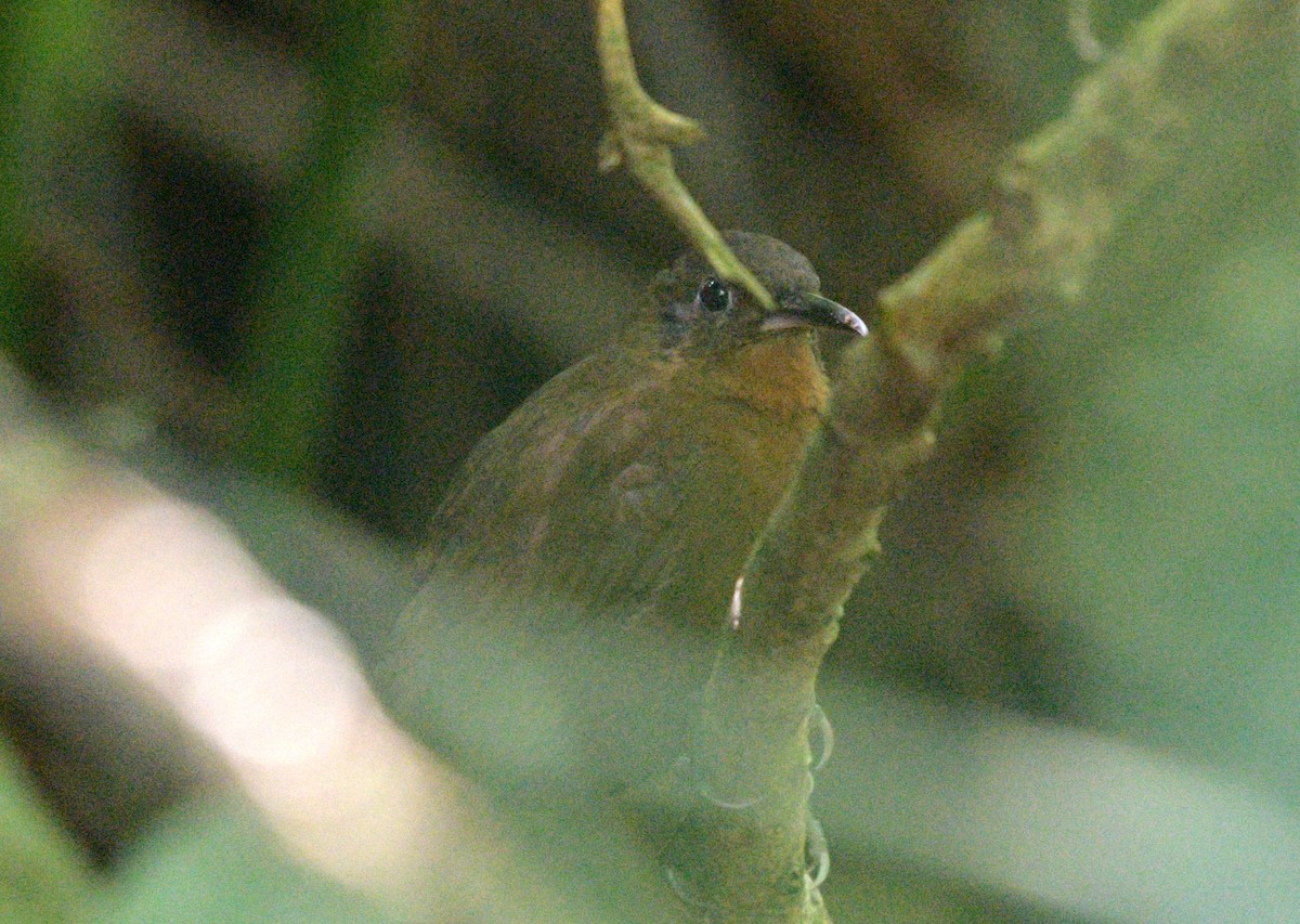 South American Leaftosser (Andean) - ML622197883