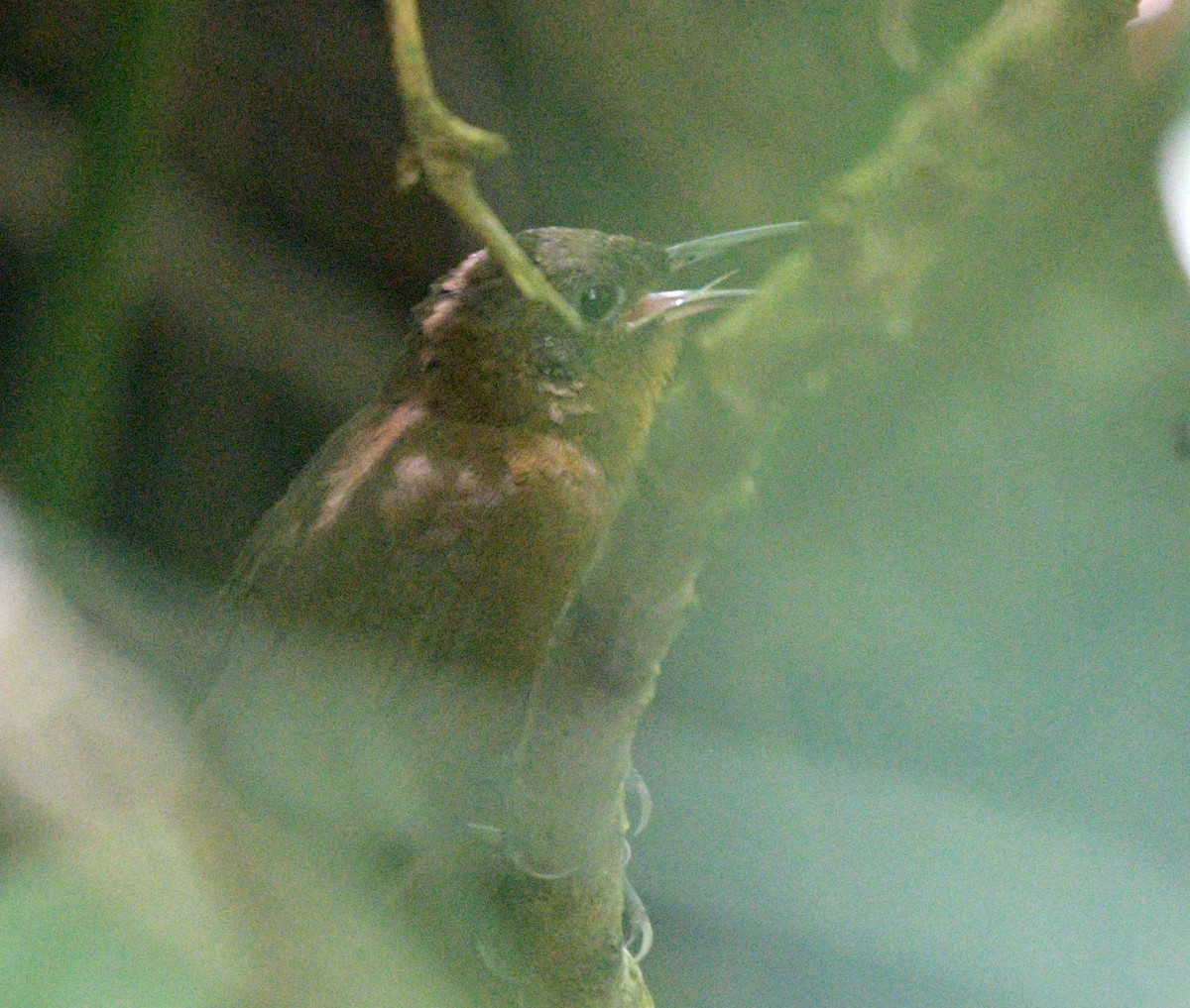 South American Leaftosser (Andean) - ML622197884