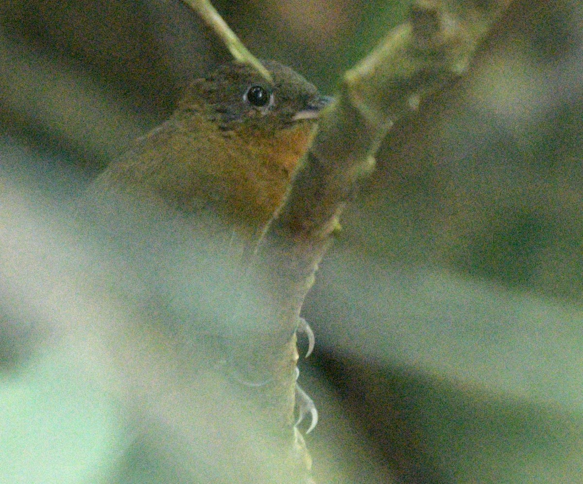 South American Leaftosser (Andean) - ML622197885