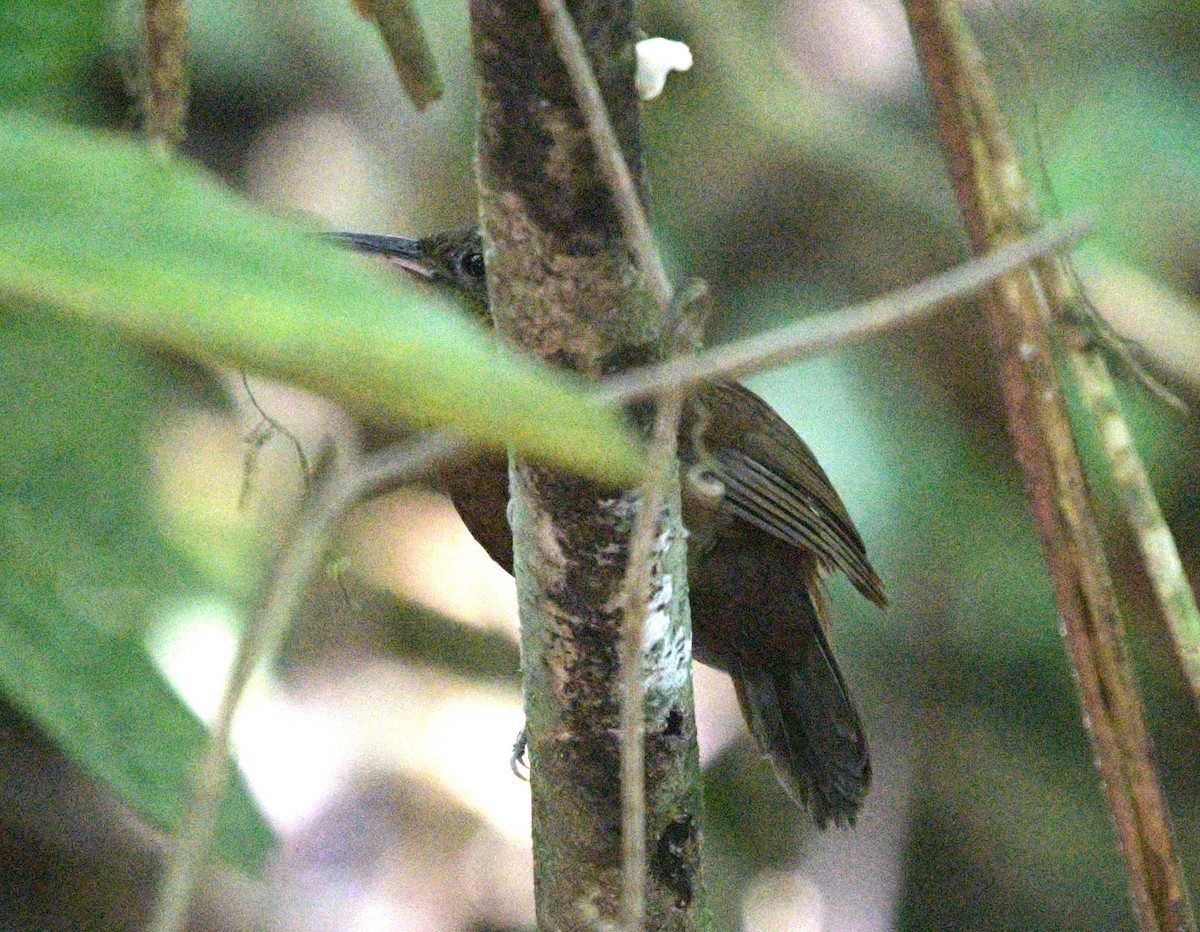 South American Leaftosser (Andean) - ML622197886