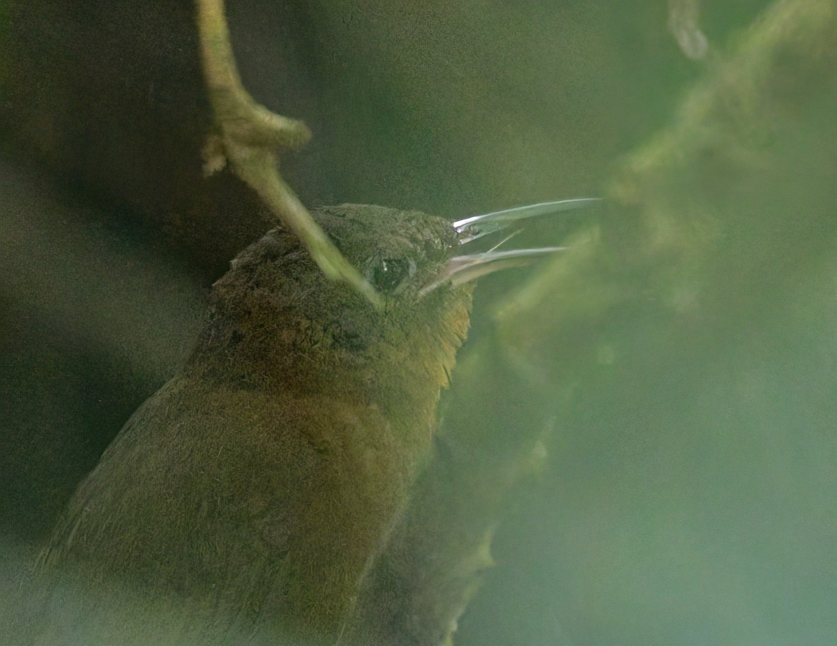 South American Leaftosser (Andean) - ML622197887