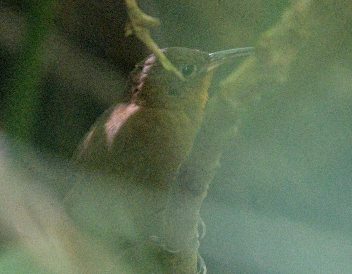 South American Leaftosser (Andean) - ML622197888