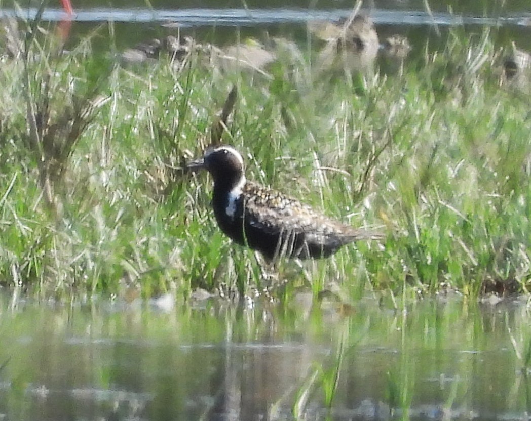 Pacific Golden-Plover - Eulàlia Maspons