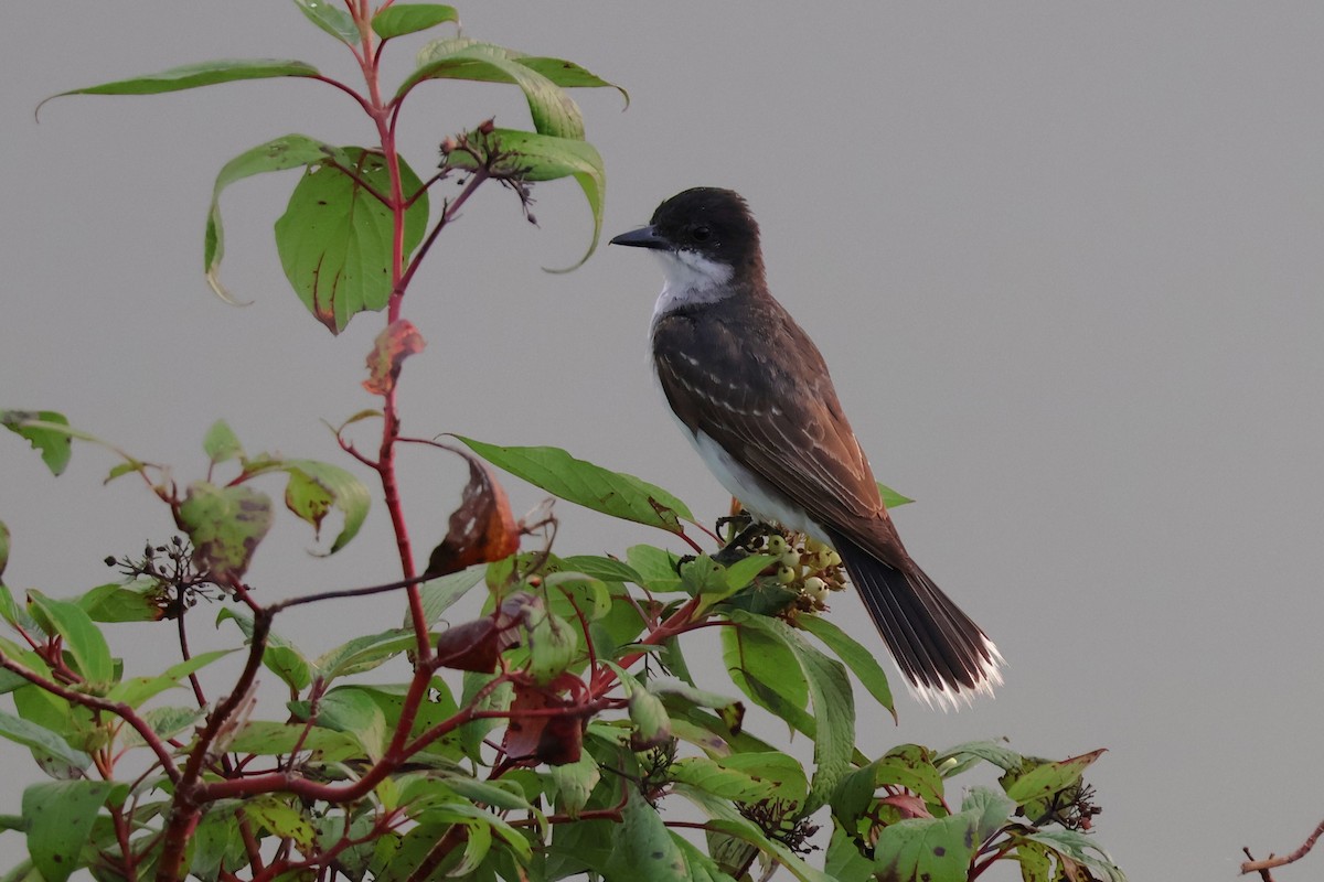 Eastern Kingbird - ML622198035