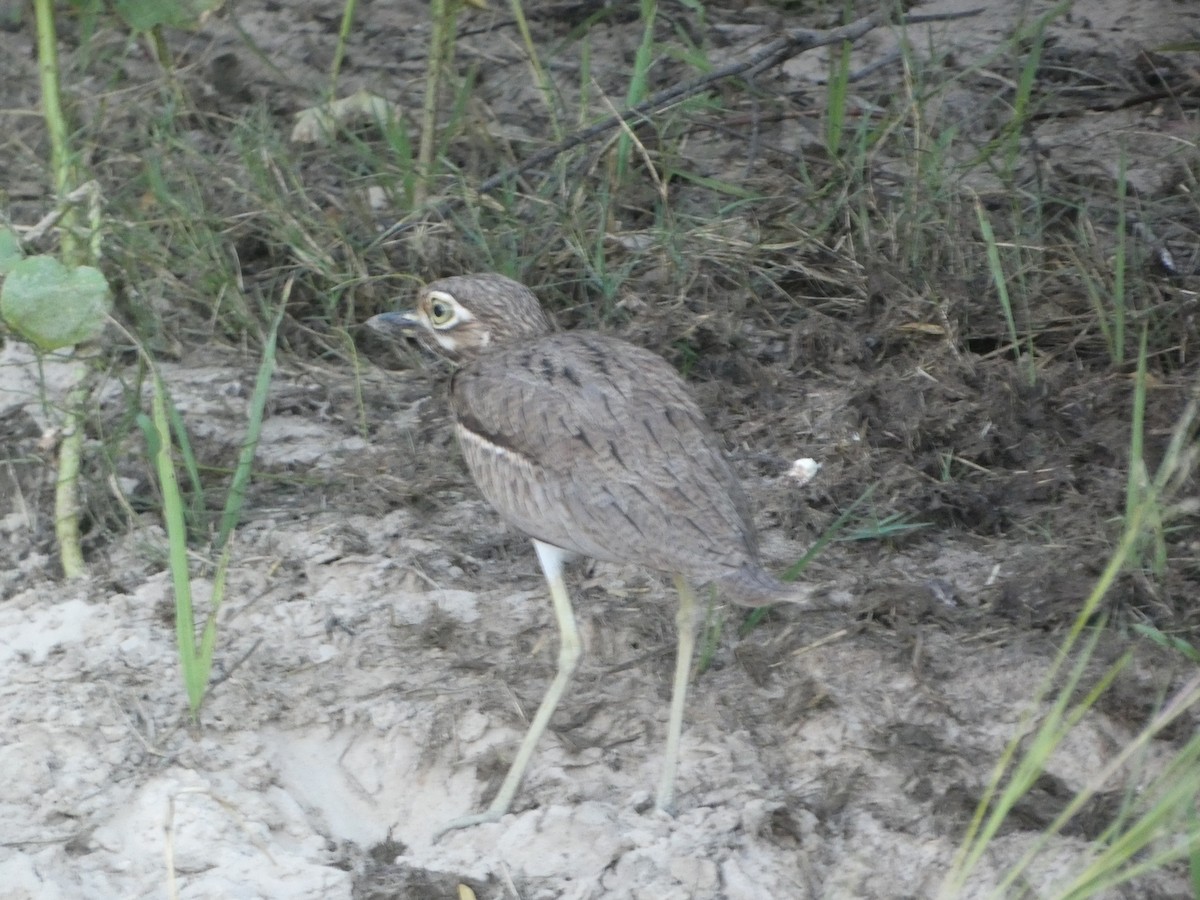 Water Thick-knee - ML622198051