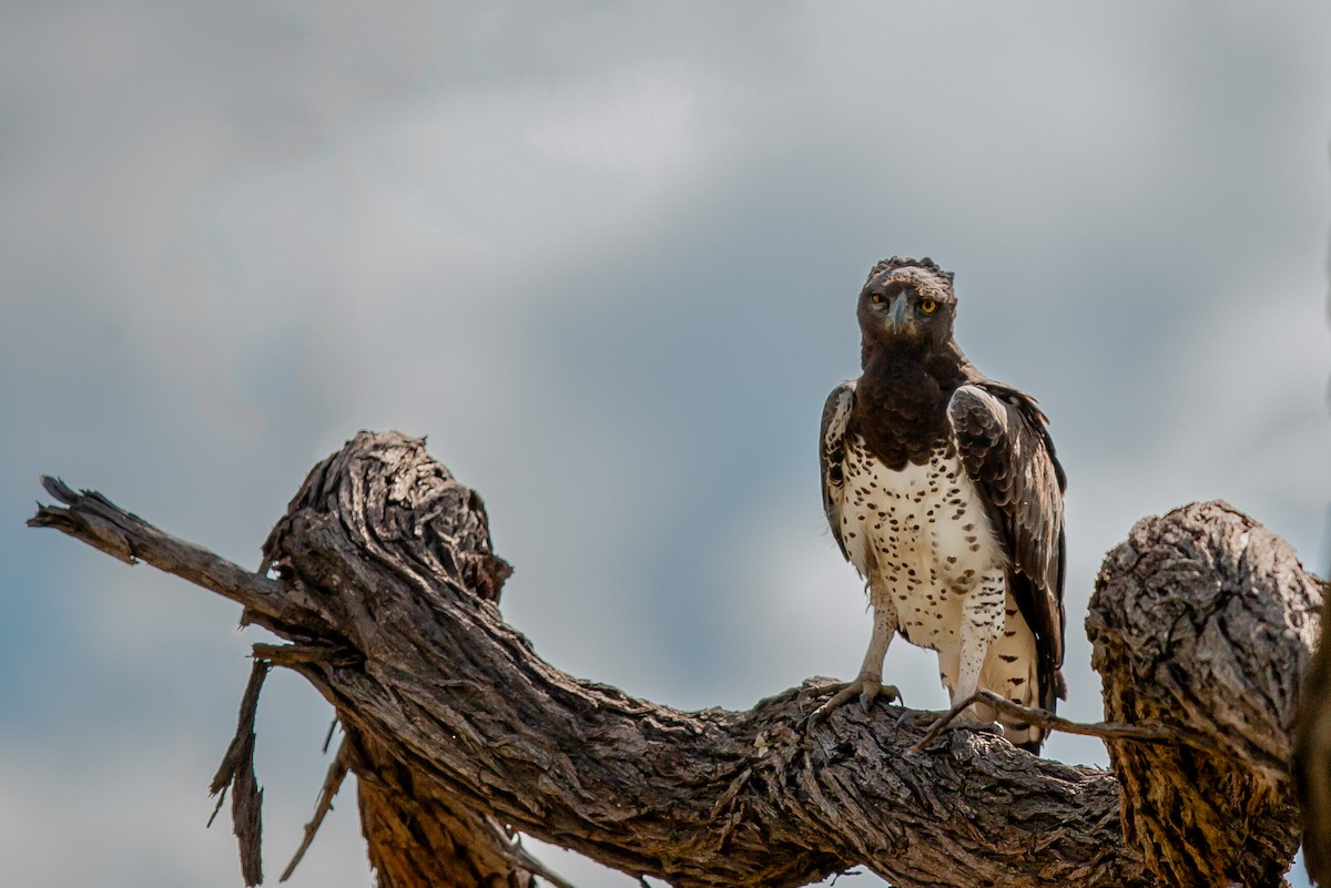 Martial Eagle - ML622198106