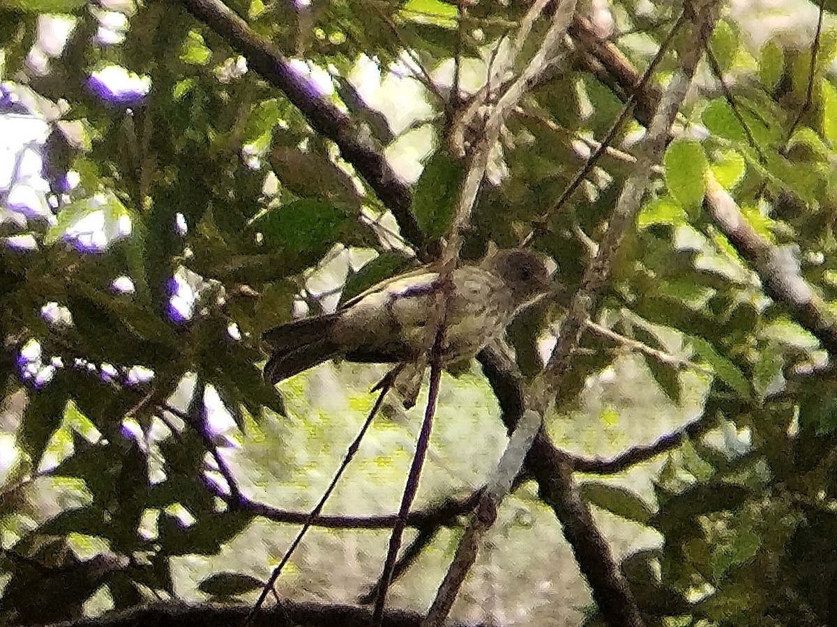 Javan Bulbul - ML622198155