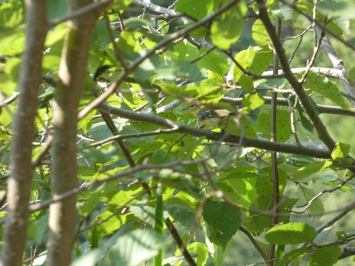 Bay-breasted Warbler - ML622198168