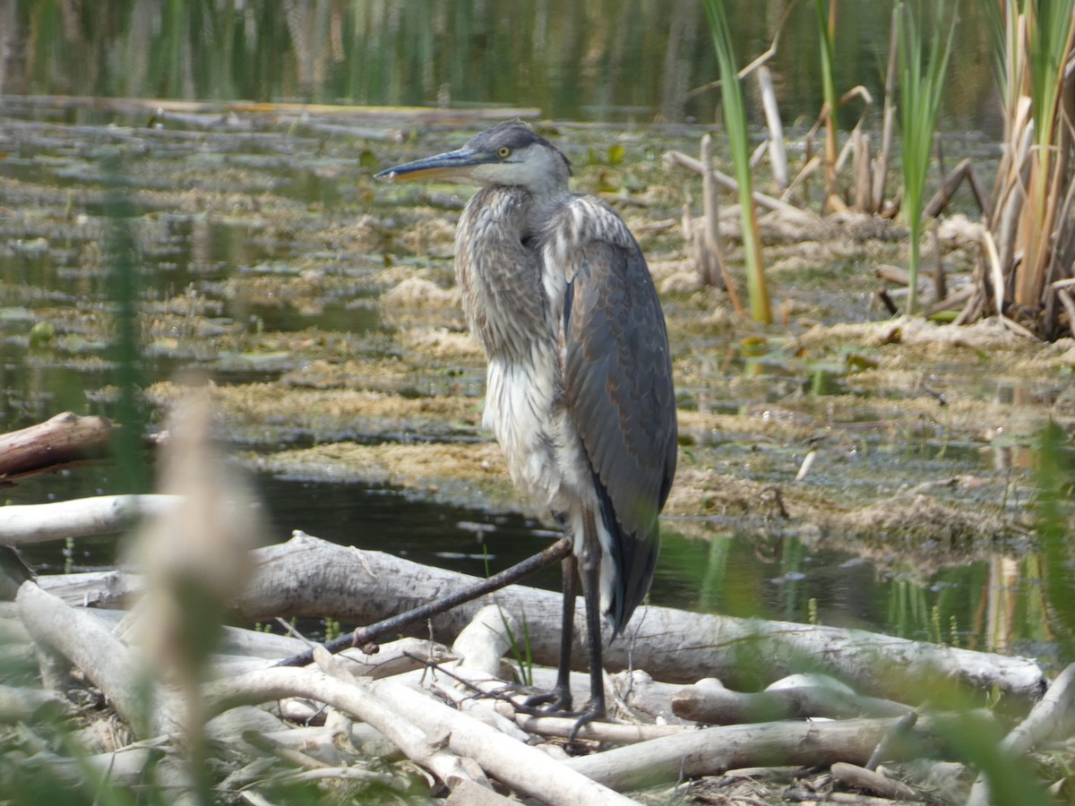 Great Blue Heron - ML622198182