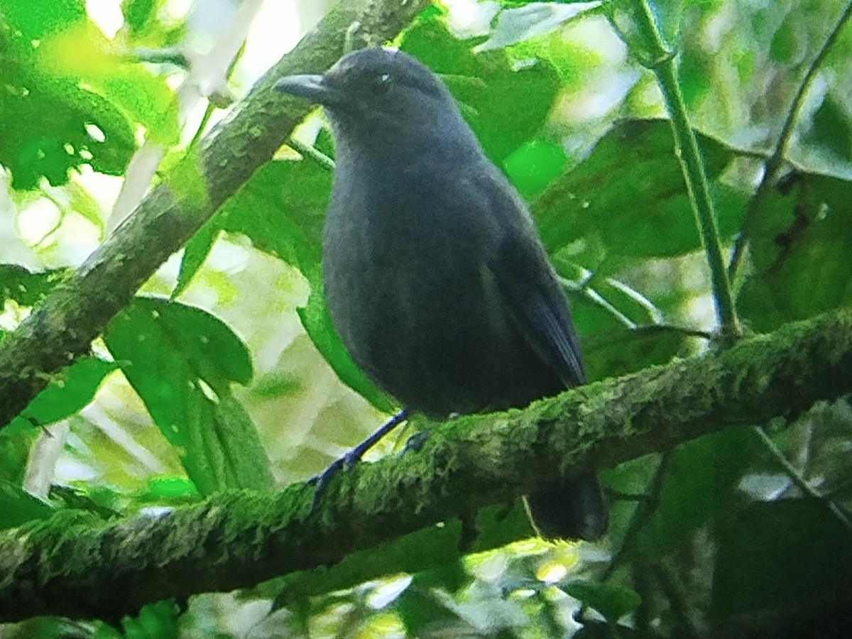 Javan Whistling-Thrush - ML622198190