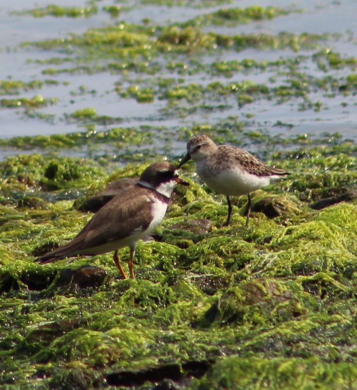 Semipalmated Sandpiper - ML622198224