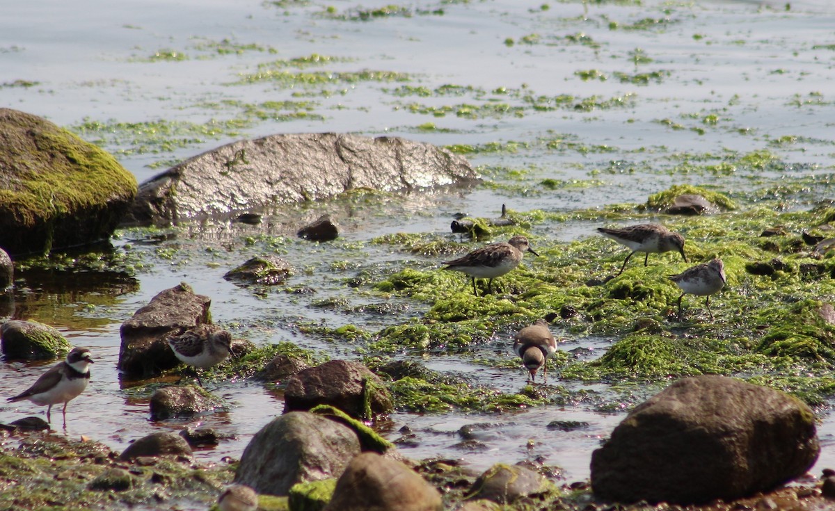 Semipalmated Sandpiper - ML622198225
