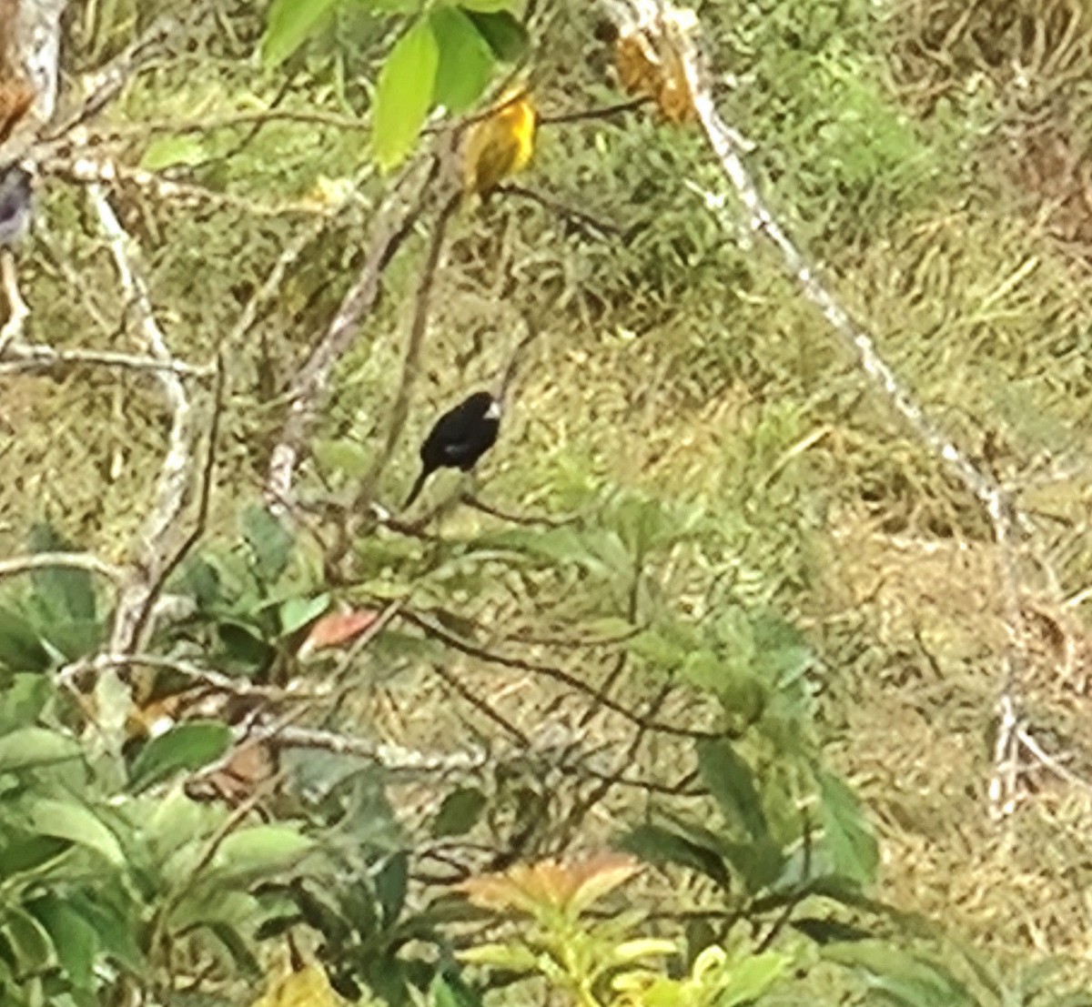 Large-billed Seed-Finch - ML622198236