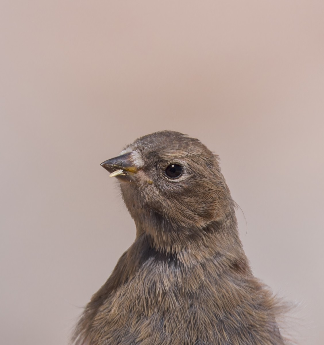 Gray-crowned Rosy-Finch - john bishop