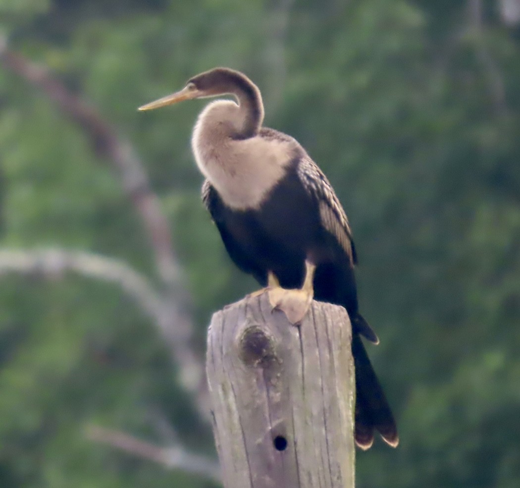 Anhinga Americana - ML622198311