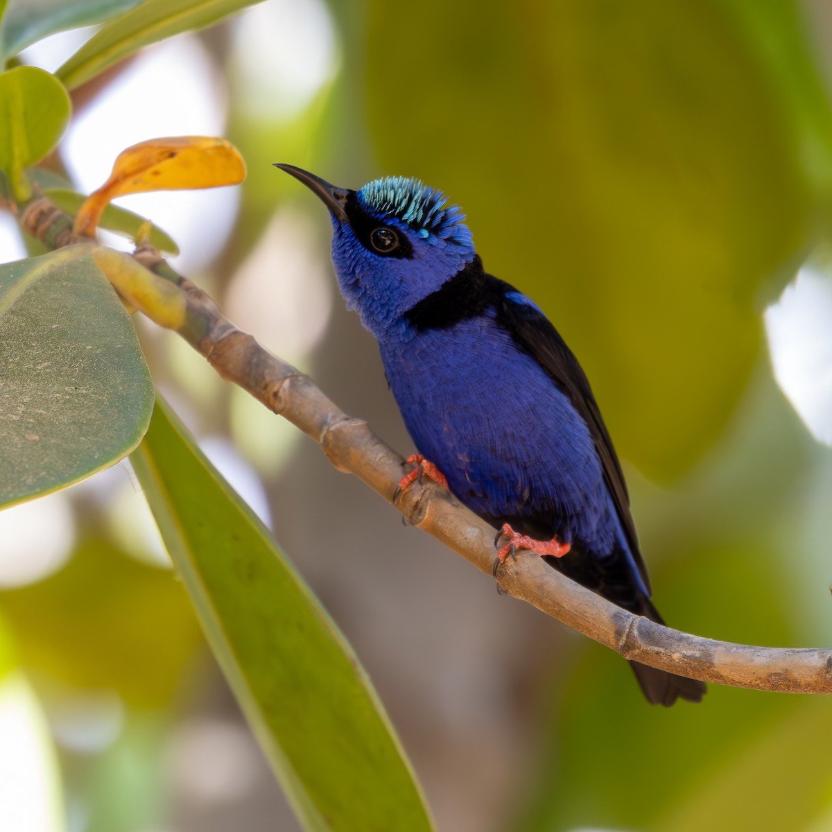 Red-legged Honeycreeper - Katia Oliveira