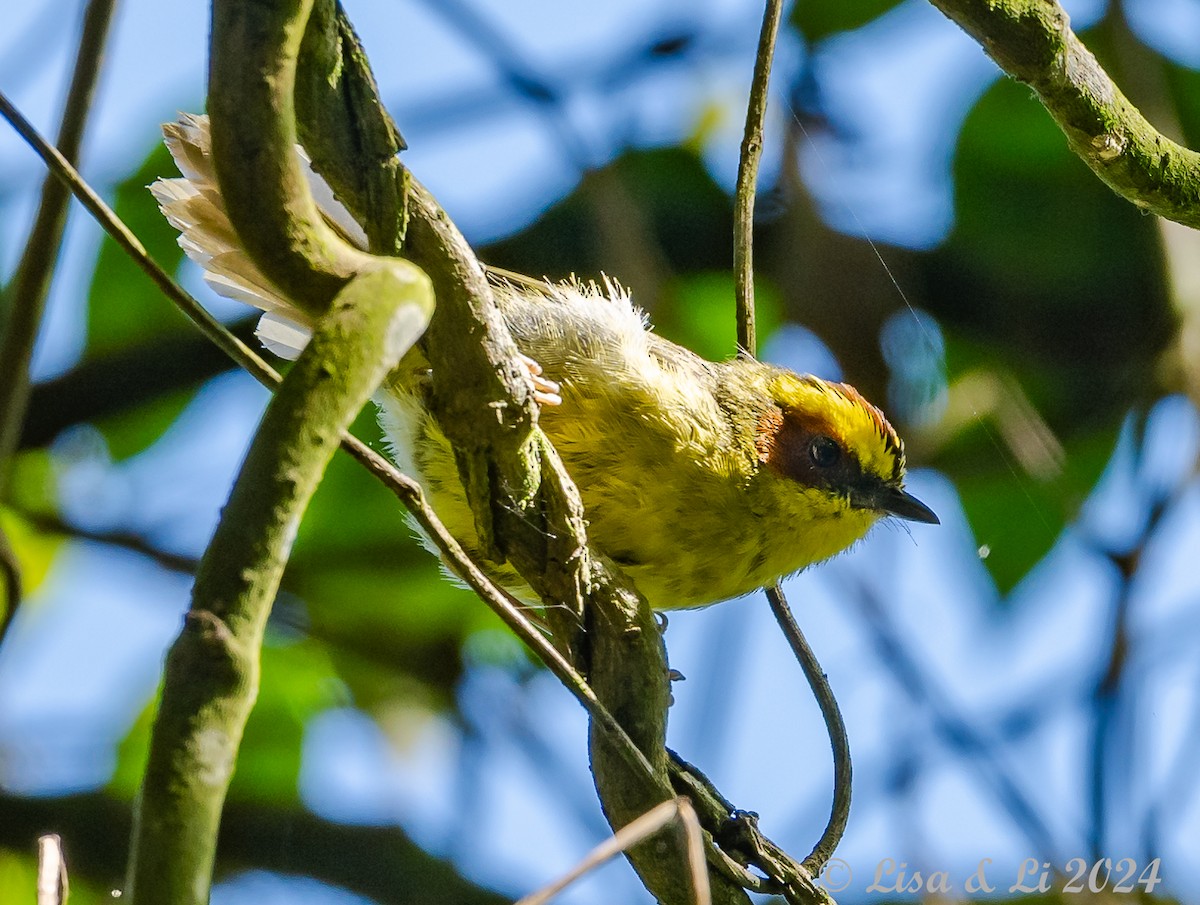 Golden-browed Warbler - ML622198420