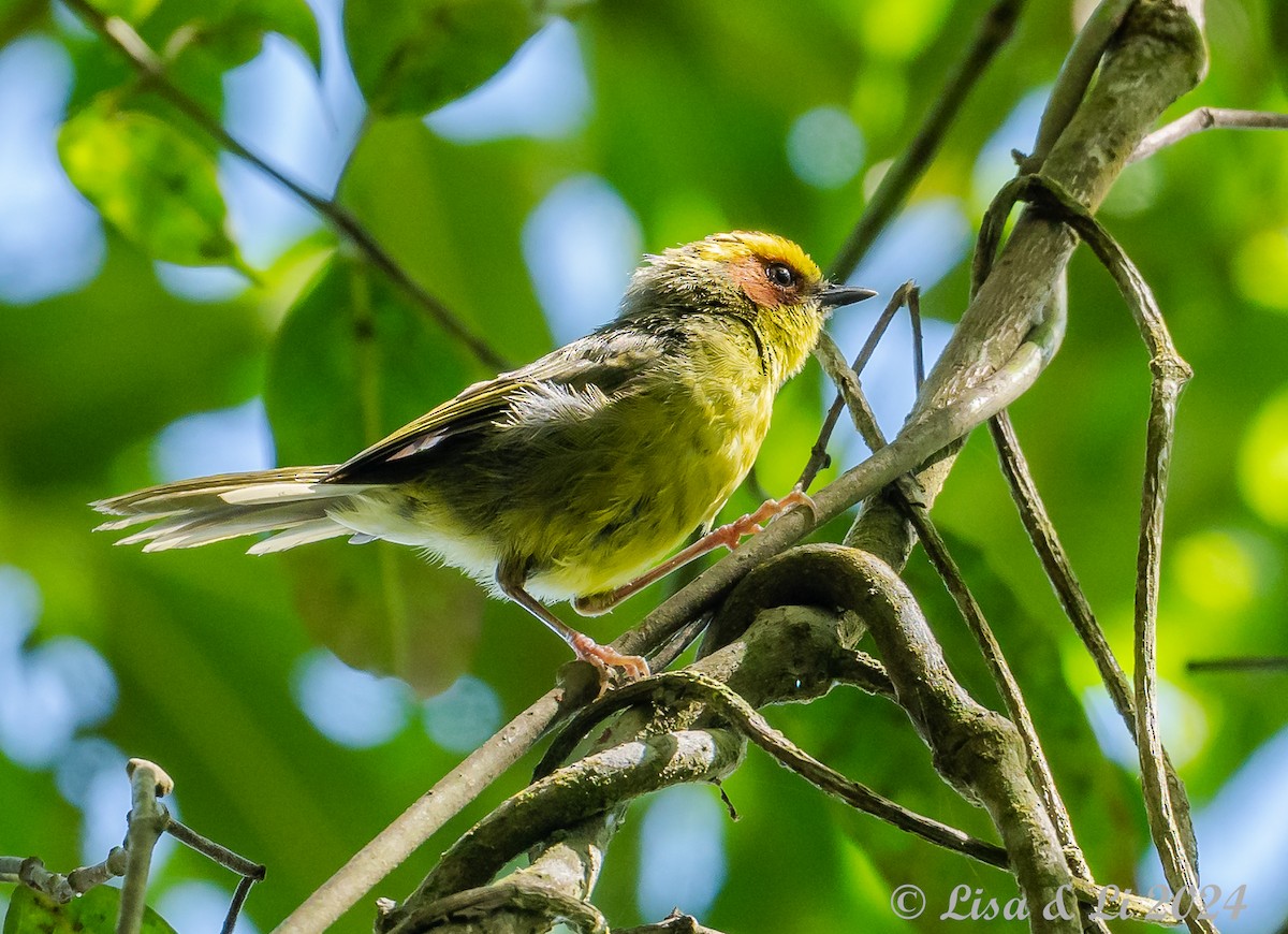 Golden-browed Warbler - ML622198421