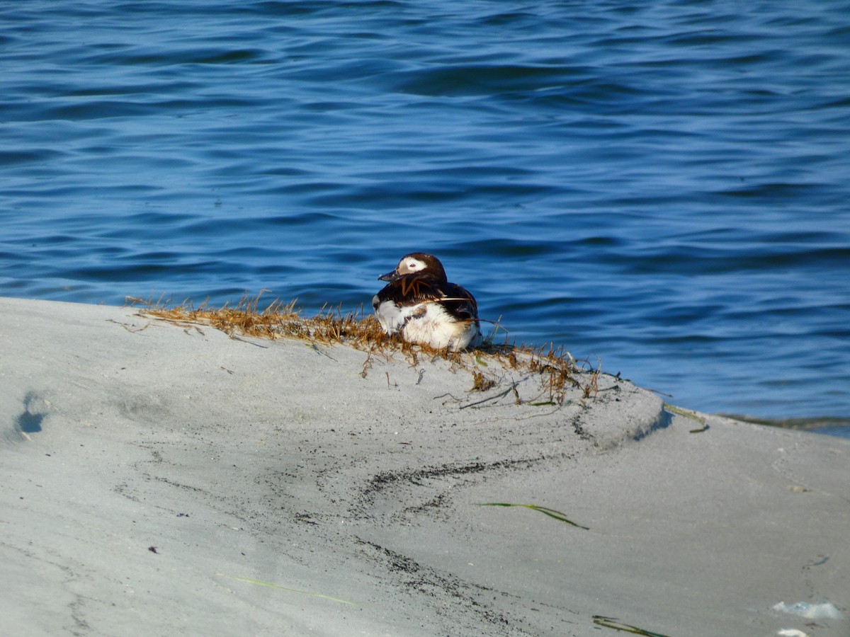 Long-tailed Duck - ML622198467