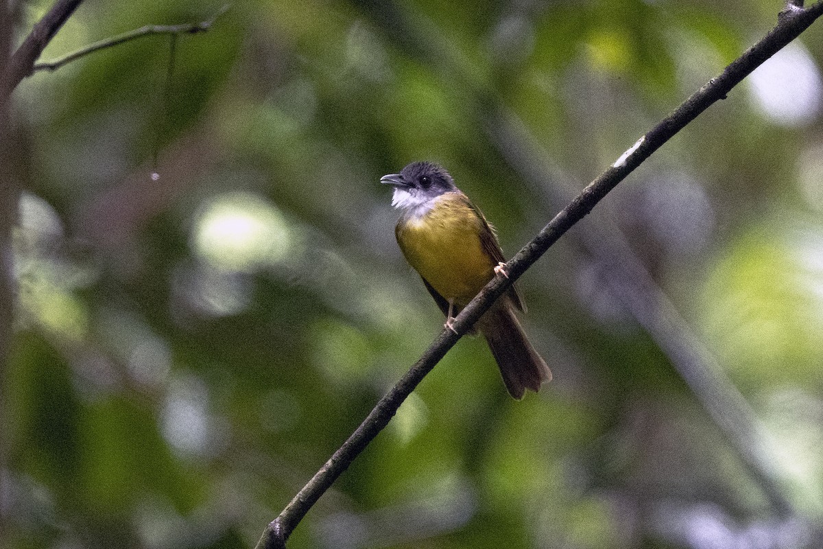 Yellow-bellied Bulbul - ML622198469