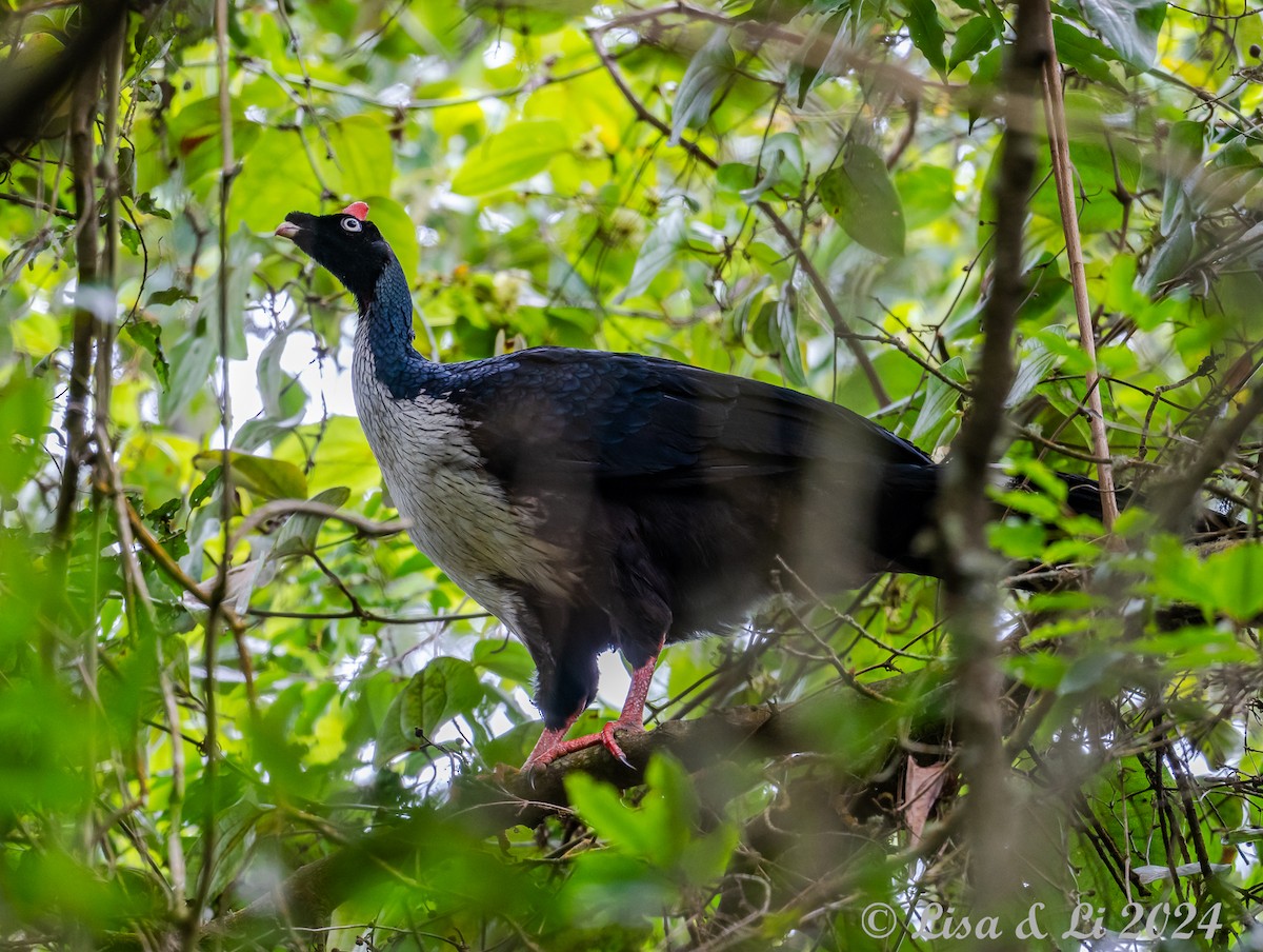 Horned Guan - ML622198489