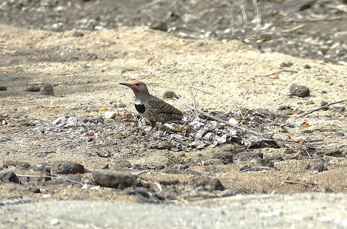 Northern Flicker - ML622198493