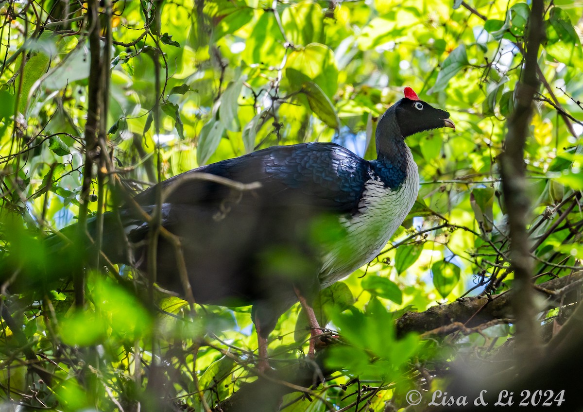 Horned Guan - ML622198498