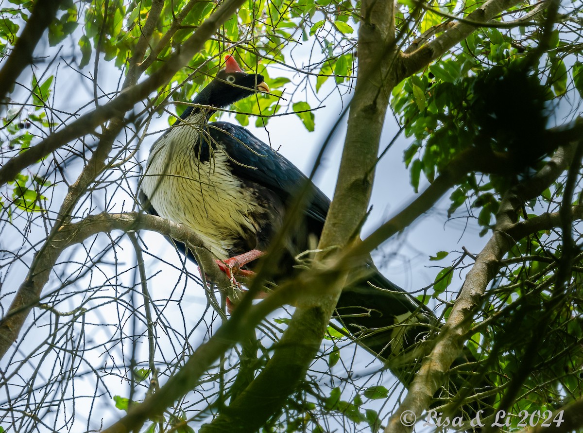 Horned Guan - ML622198502