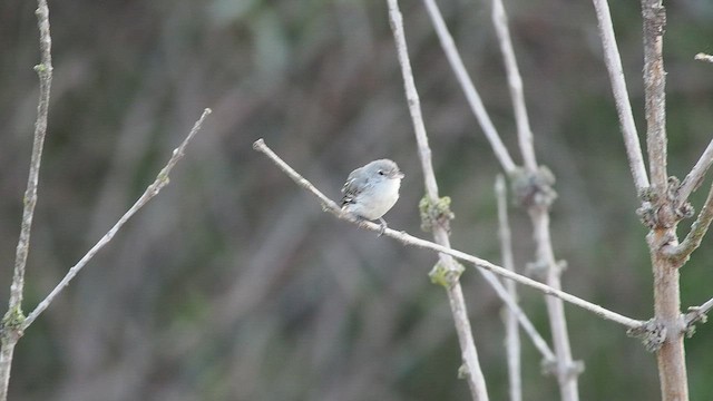 Braunaugenvireo (pusillus) - ML622198519