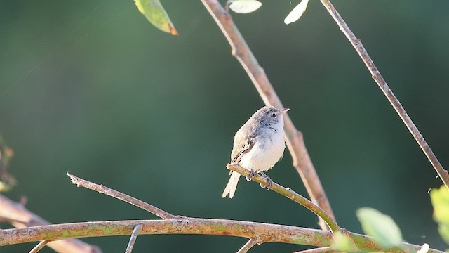 Vireo de Bell (pusillus) - ML622198533