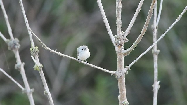 Bell's Vireo (Least) - ML622198538