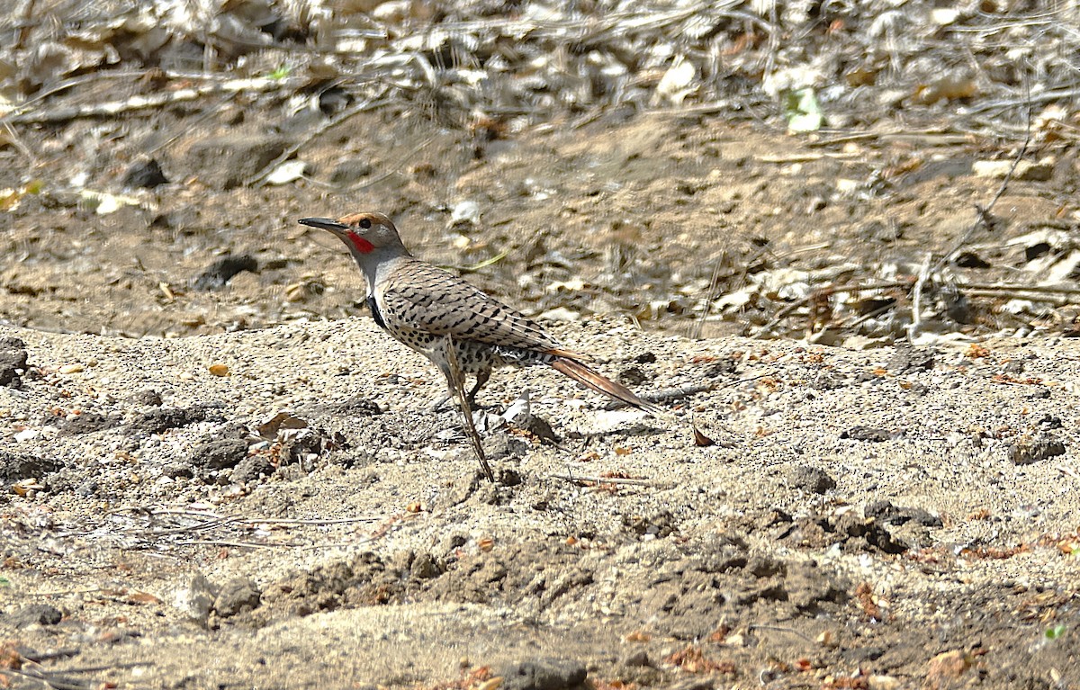 Northern Flicker - ML622198546