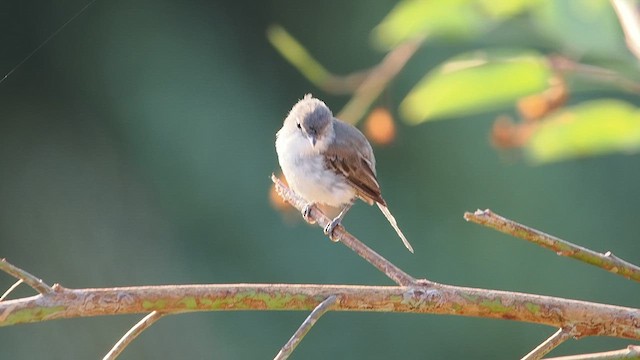 Bell's Vireo (Least) - ML622198548