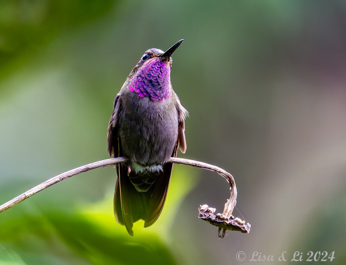 Amethyst-throated Mountain-gem - ML622198553