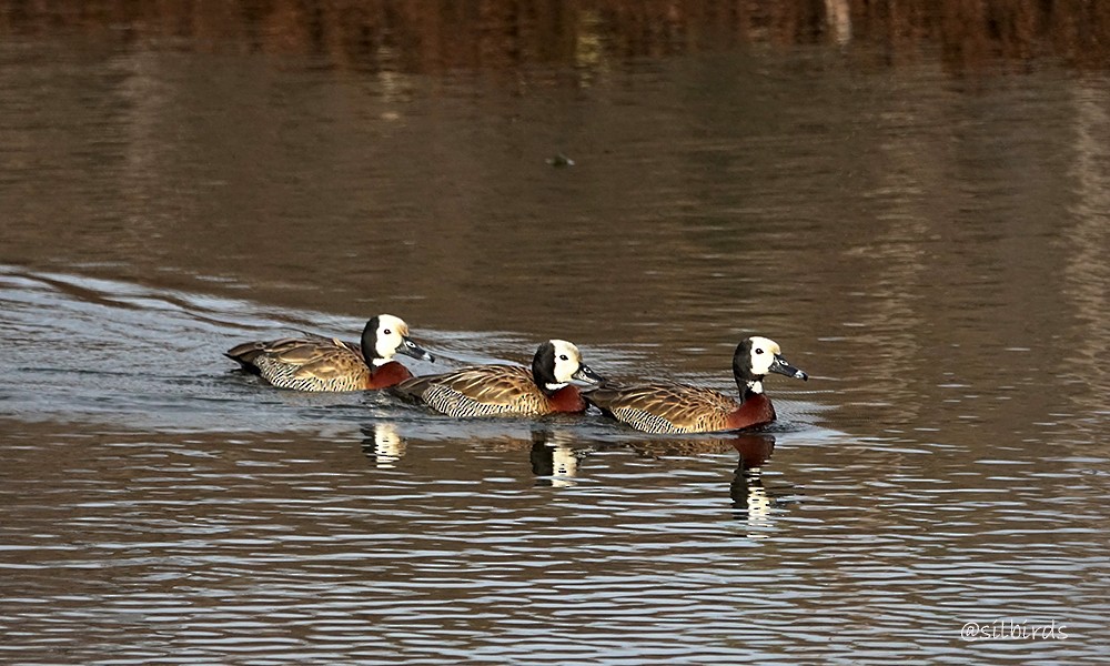 White-faced Whistling-Duck - ML622198623