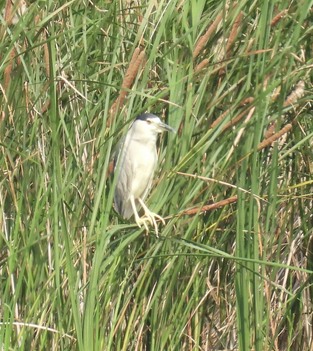 Black-crowned Night Heron - ML622198639