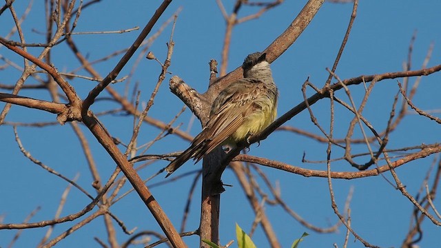 Cassin's Kingbird - ML622198692