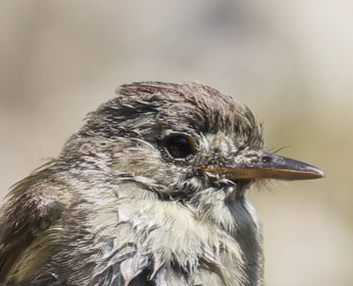 Western Wood-Pewee - ML622198697