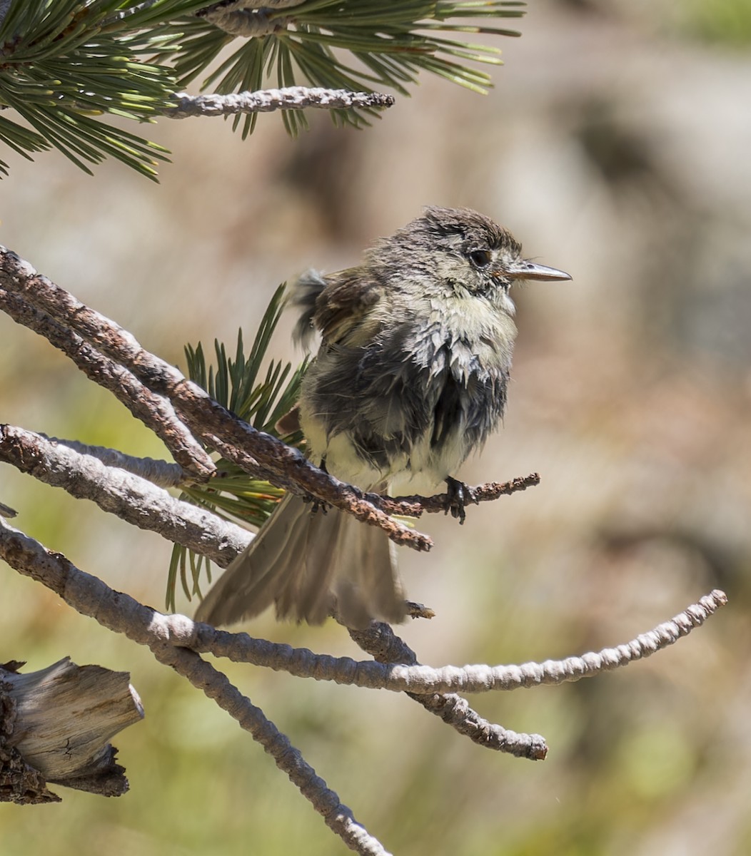 Western Wood-Pewee - ML622198698