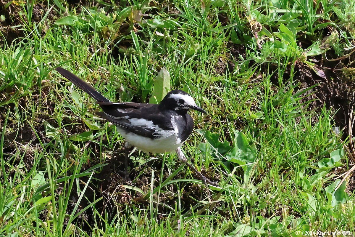 White Wagtail (Hodgson's) - ML622198705