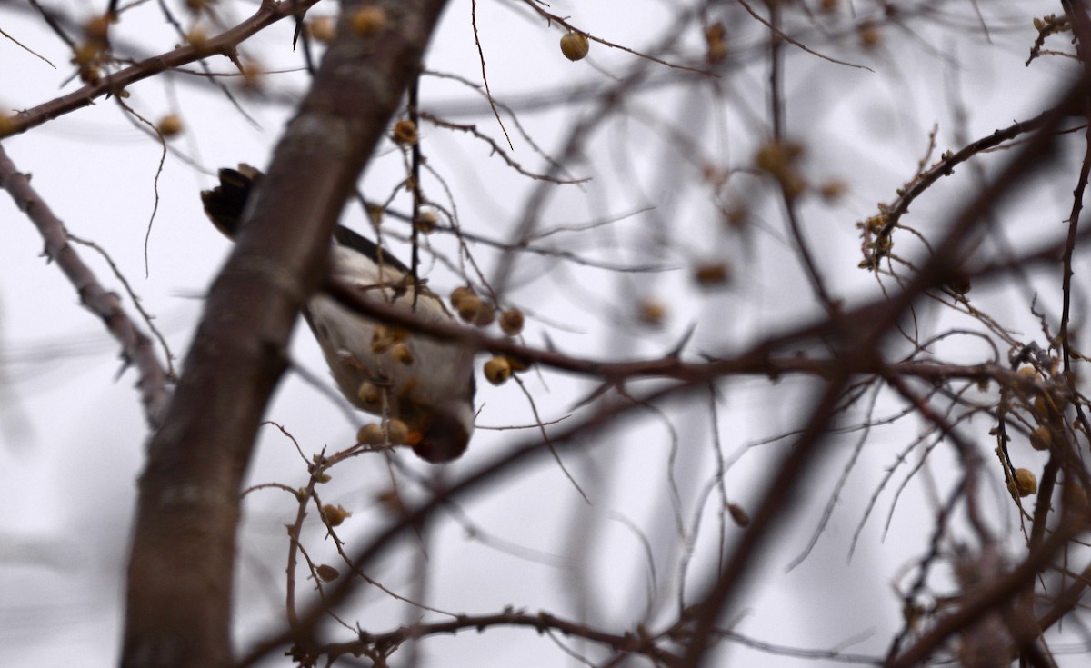 Yellow-billed Cardinal - ML622198758