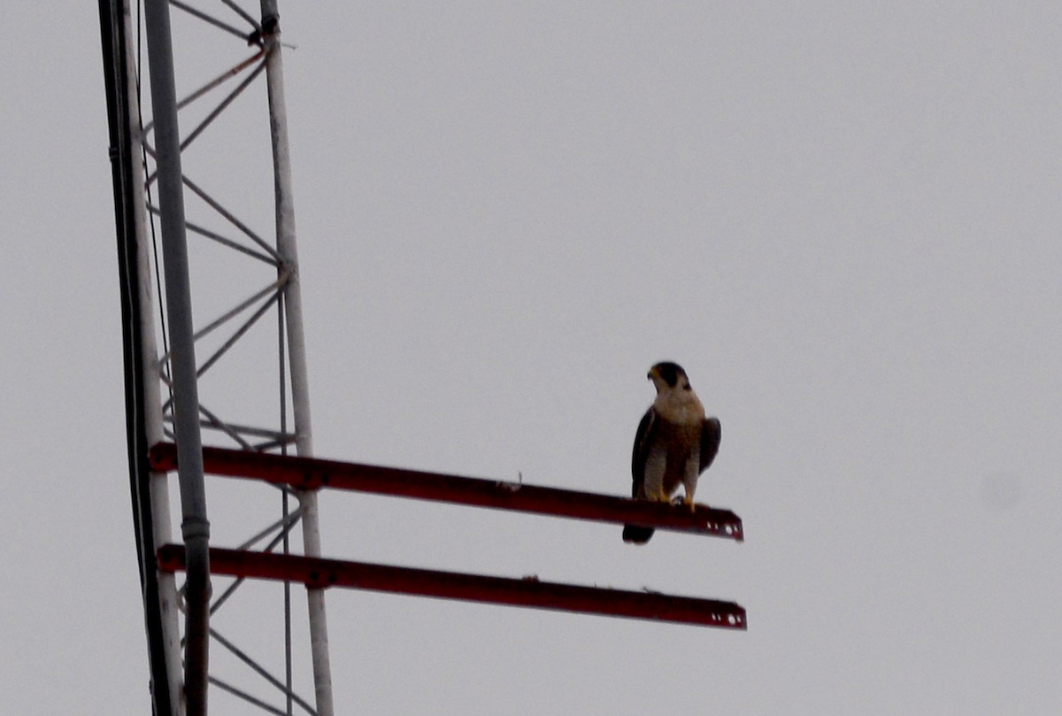 Peregrine Falcon - ML622198764