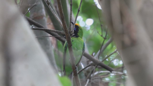 Golden-fronted Leafbird - ML622198805