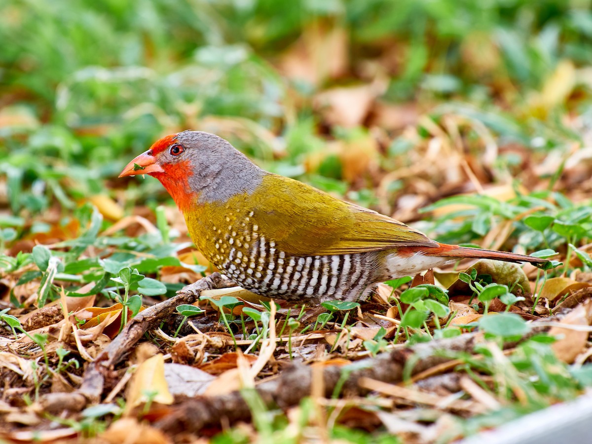 Green-winged Pytilia - Roland Bischoff