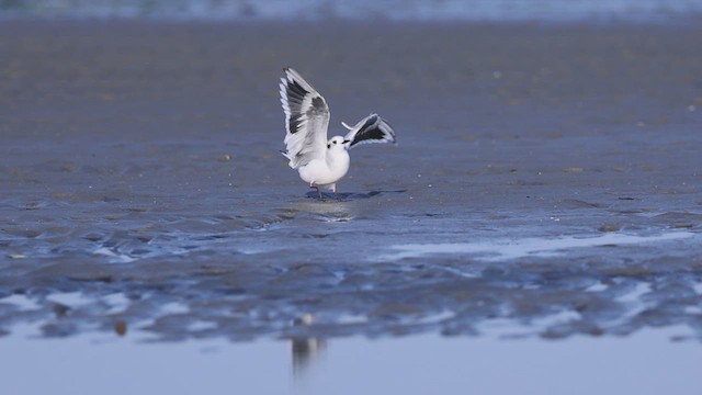 Little Gull - ML622199003
