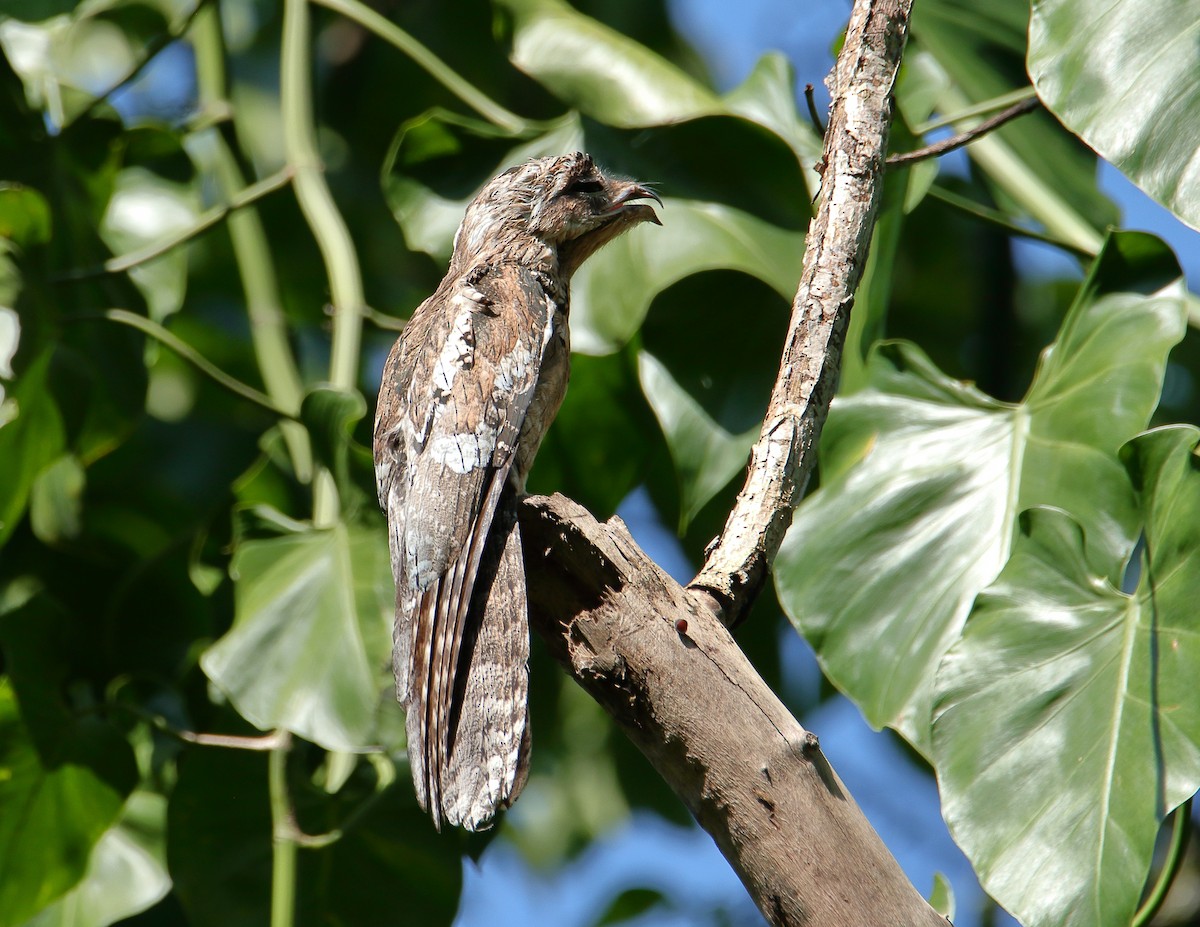 Northern Potoo - ML622199143