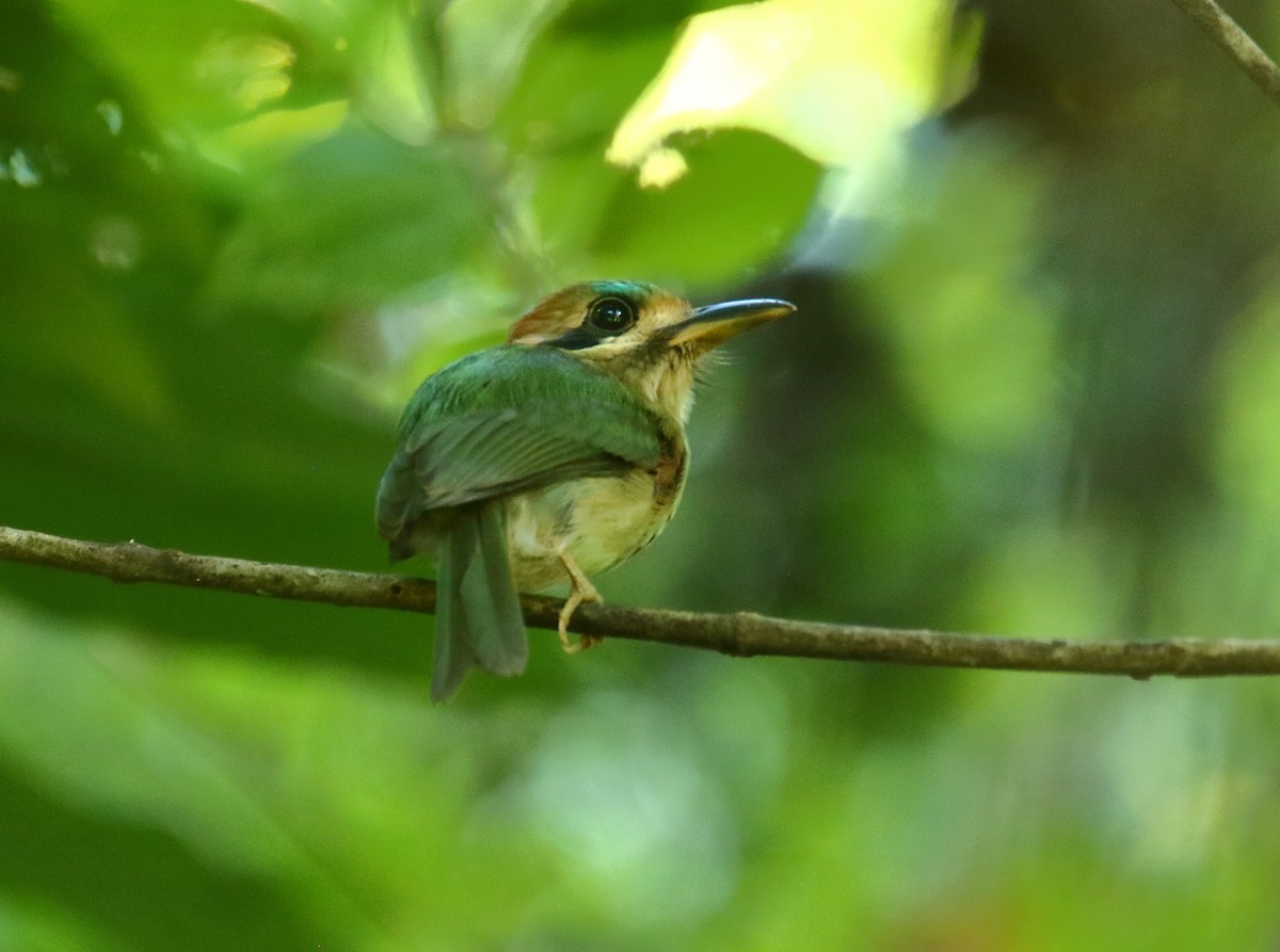 Tody Motmot - ML622199148