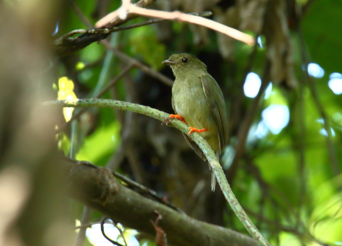 Long-tailed Manakin - ML622199171