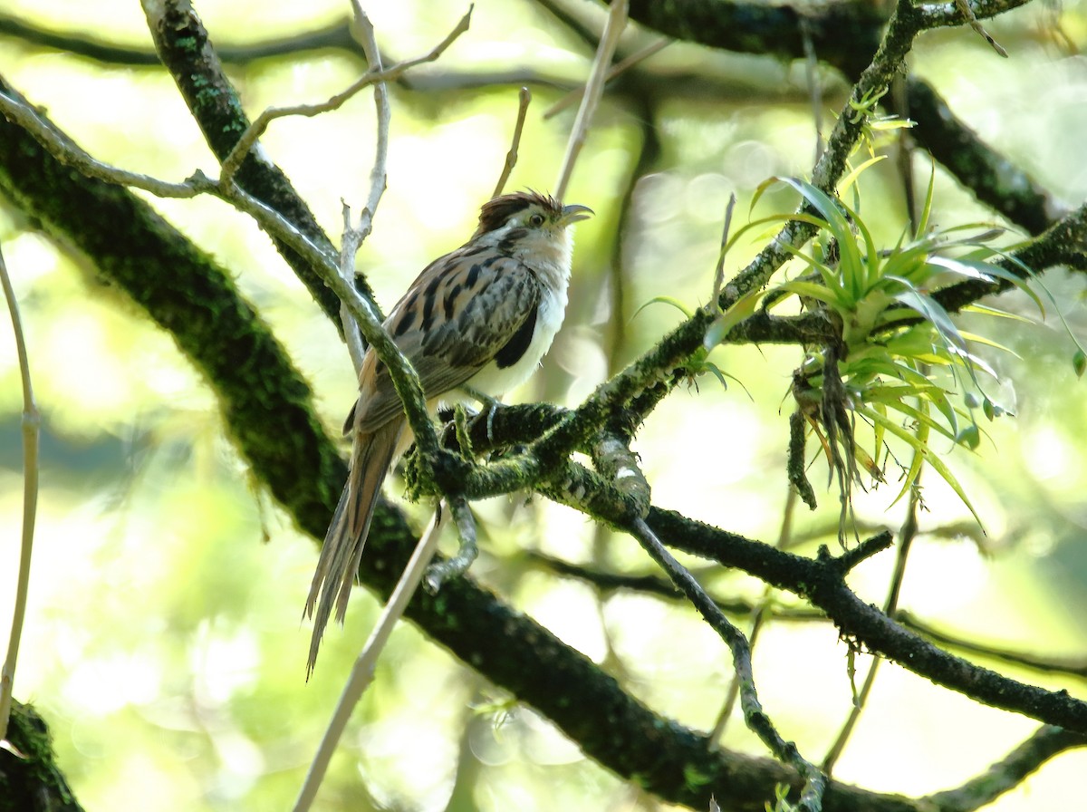 Striped Cuckoo - ML622199185