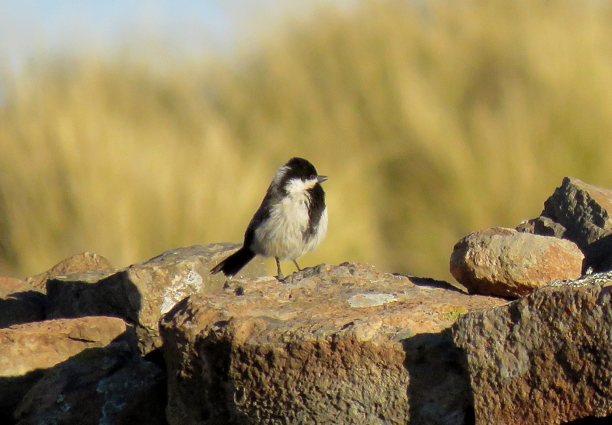 Gray Tit - ML622199221